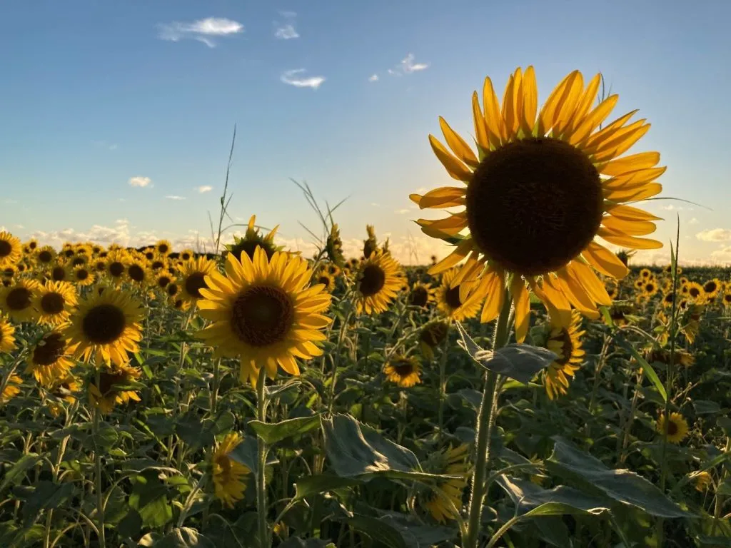 In August, there are many fields with sunflowers on Miyako