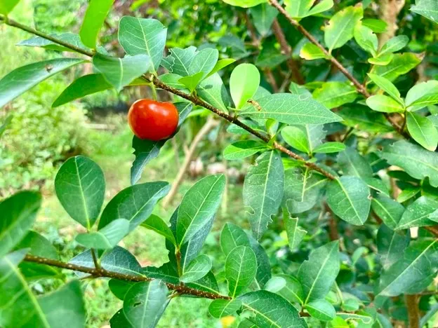 A cherry tree stands in the middle of the Metta Garden and gives fruit whole year round