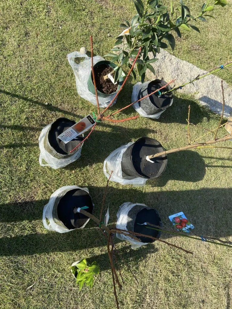New fruit trees