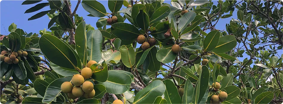 A yarab tree bearing fruits