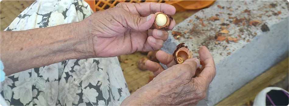 The seed of the yarab tree