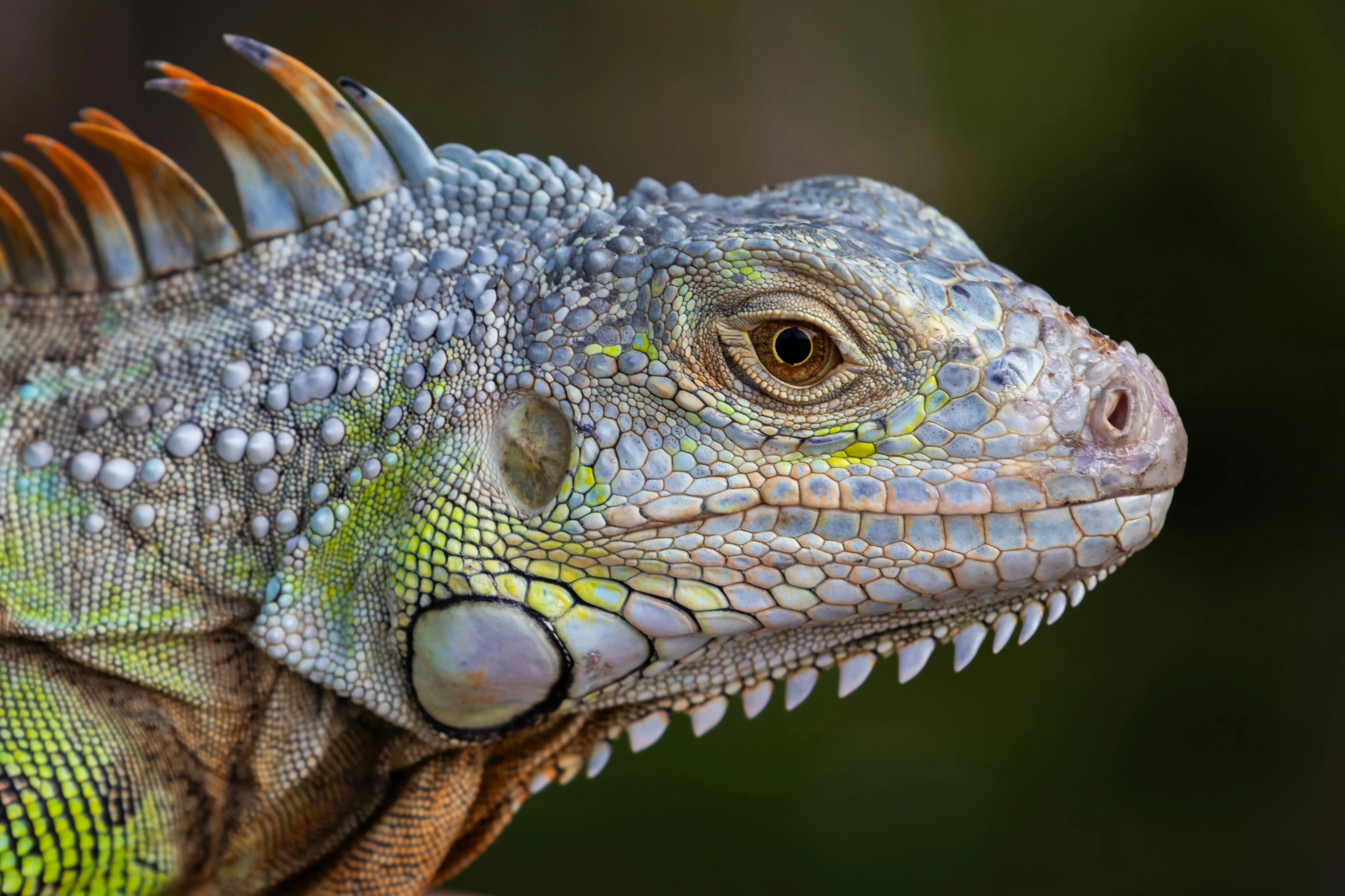 Close-up profile of a green iguana